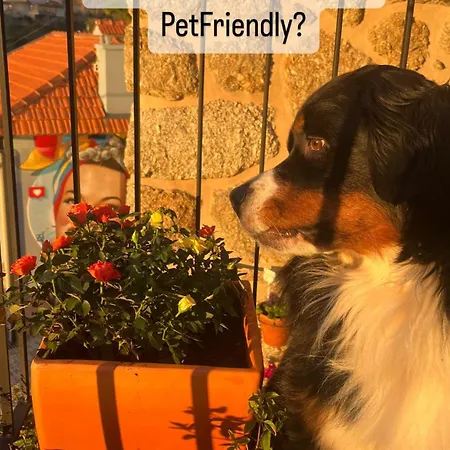 Emiliadourohouse * Marco de Canavezes