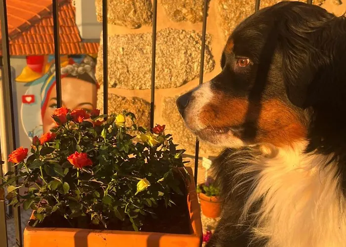 Emiliadourohouse * Marco de Canavezes